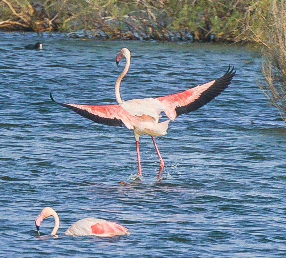 Appartamento Rincon Del Salar Playas de Vera Esterno foto
